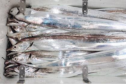 松本釣船2 釣果