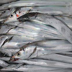 松本釣船2 釣果