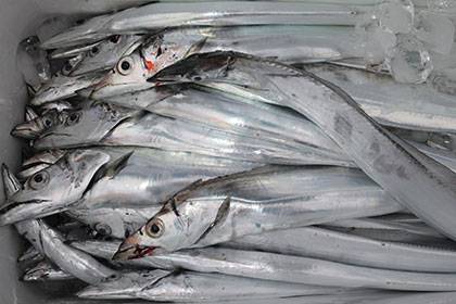 松本釣船2 釣果