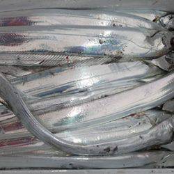 松本釣船2 釣果