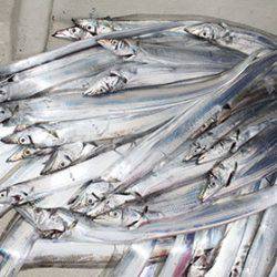 松本釣船2 釣果