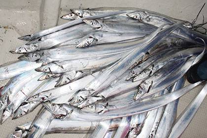 松本釣船2 釣果