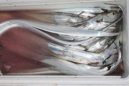 松本釣船2 釣果