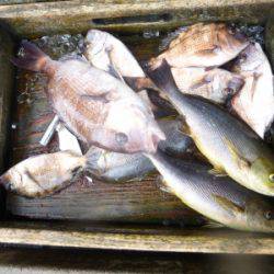 海釣り公園みかた 釣果