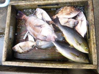 海釣り公園みかた 釣果