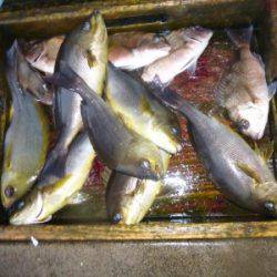 海釣り公園みかた 釣果