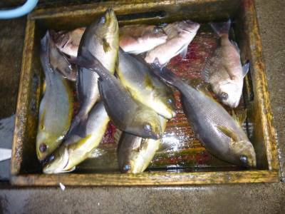 海釣り公園みかた 釣果