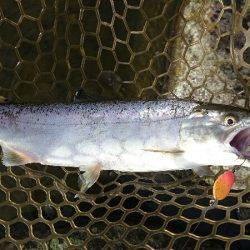 みどりフィッシングエリア 釣果