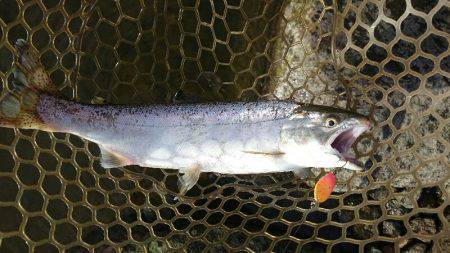 みどりフィッシングエリア 釣果