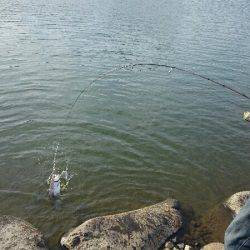 みどりフィッシングエリア 釣果