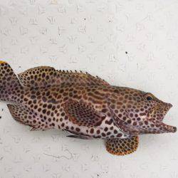 マタウマリンサービス 釣果