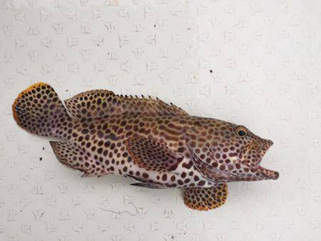 マタウマリンサービス 釣果