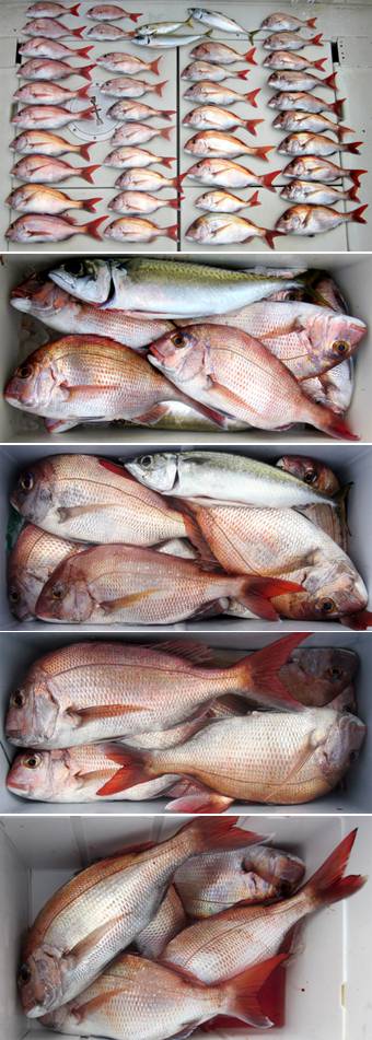 来温丸（らいおんまる） 釣果