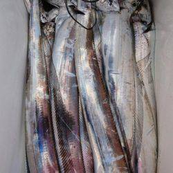 オーフリー 釣果