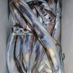 オーフリー 釣果