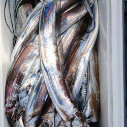 オーフリー 釣果