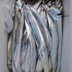 オーフリー 釣果