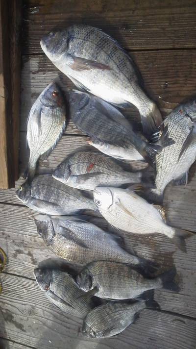 旭星釣りセンター 釣果