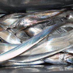 松本釣船2 釣果