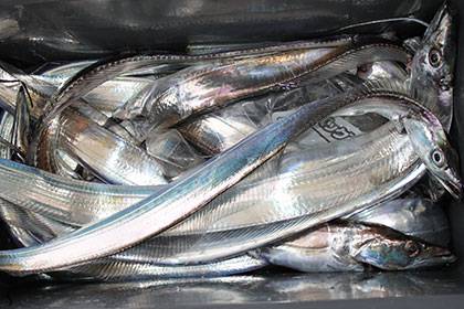 松本釣船2 釣果