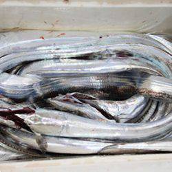 松本釣船2 釣果