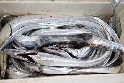 松本釣船2 釣果