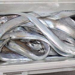 松本釣船2 釣果