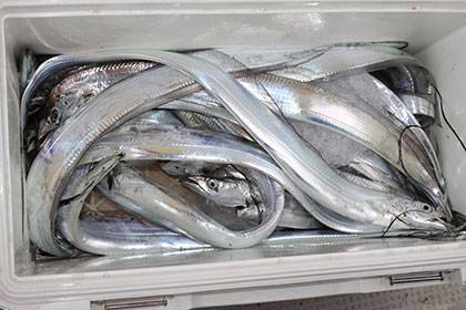 松本釣船2 釣果