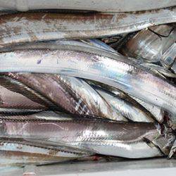 松本釣船2 釣果