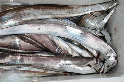 松本釣船2 釣果