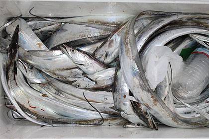 松本釣船2 釣果