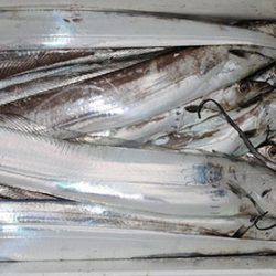 松本釣船2 釣果