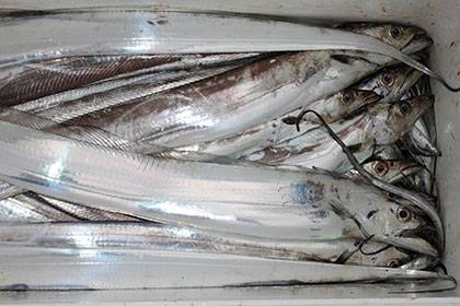 松本釣船2 釣果