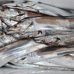 松本釣船2 釣果