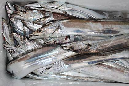 松本釣船2 釣果