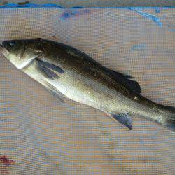 松名瀬フィッシングパーク 釣果