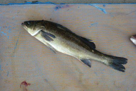 松名瀬フィッシングパーク 釣果