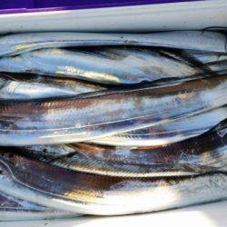 オーフリー 釣果