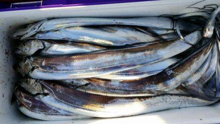 オーフリー 釣果