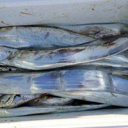 オーフリー 釣果