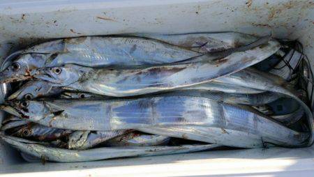 オーフリー 釣果