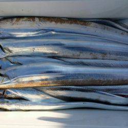 オーフリー 釣果