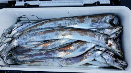 オーフリー 釣果