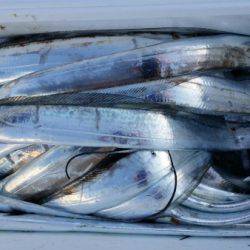 オーフリー 釣果