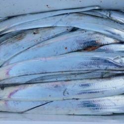 オーフリー 釣果