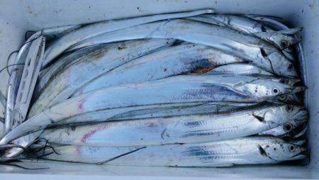 オーフリー 釣果