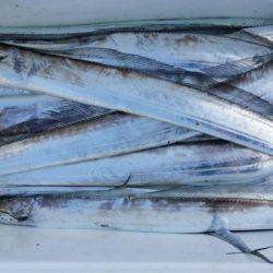 オーフリー 釣果