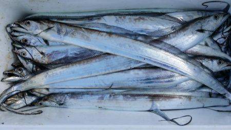 オーフリー 釣果