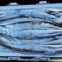 オーフリー 釣果