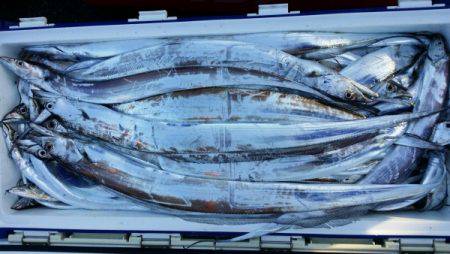 オーフリー 釣果